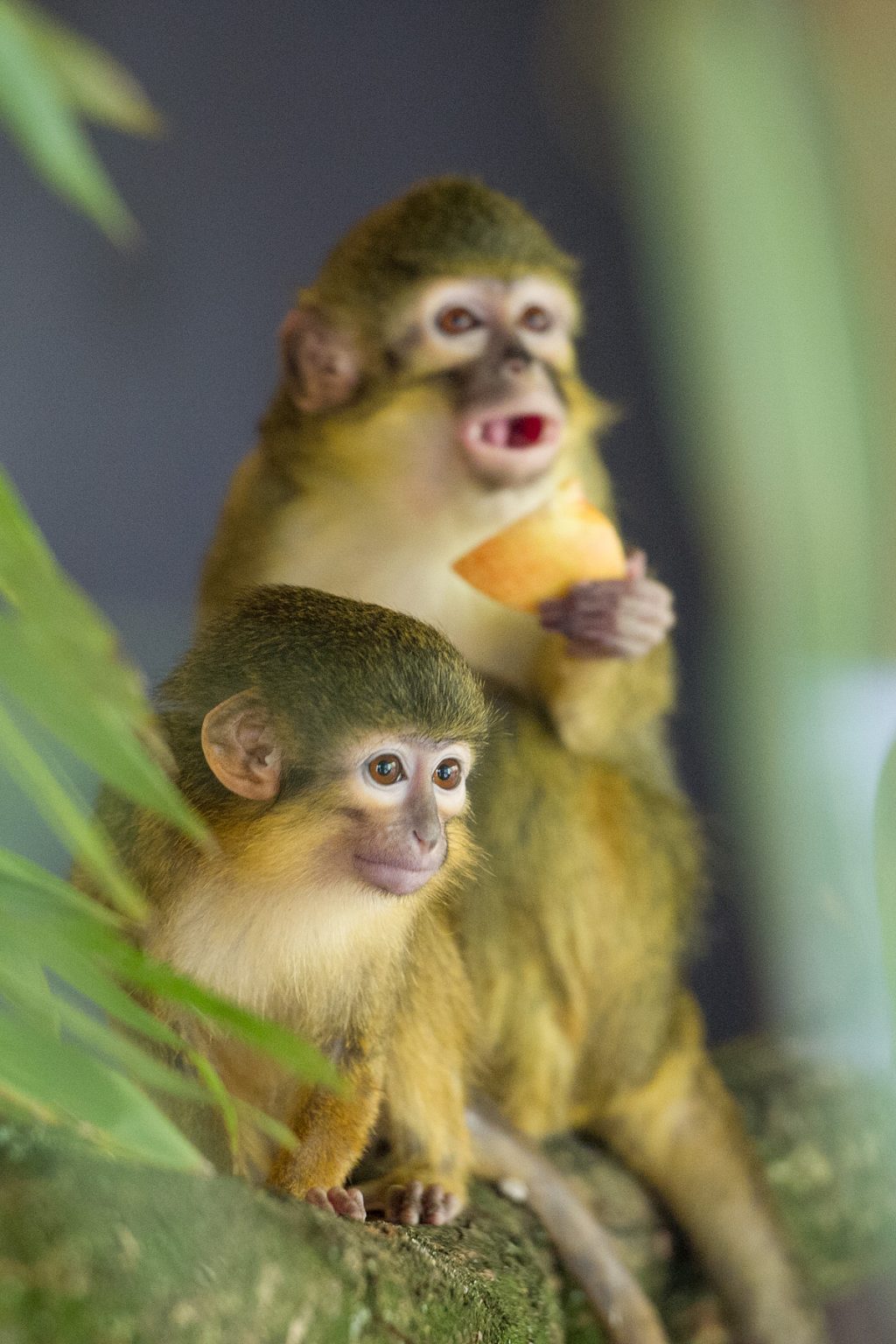 Apenheul krijgt nieuwe apensoort