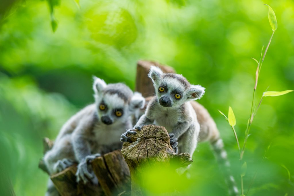 Apenheul in top 3 meest geliefde attractieparken