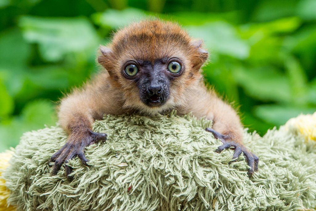 [VIDEO]  Zeldzame blauwoogmaki geboren in Apenheul