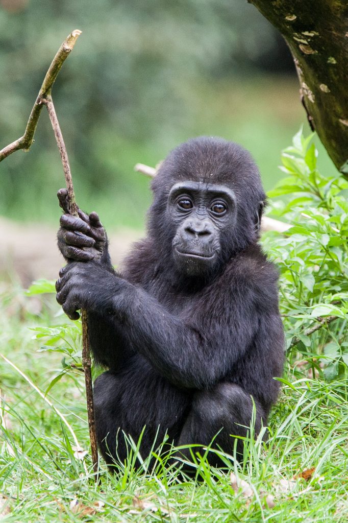 Apenheul start met ‘Word Vriend van Apenheul’