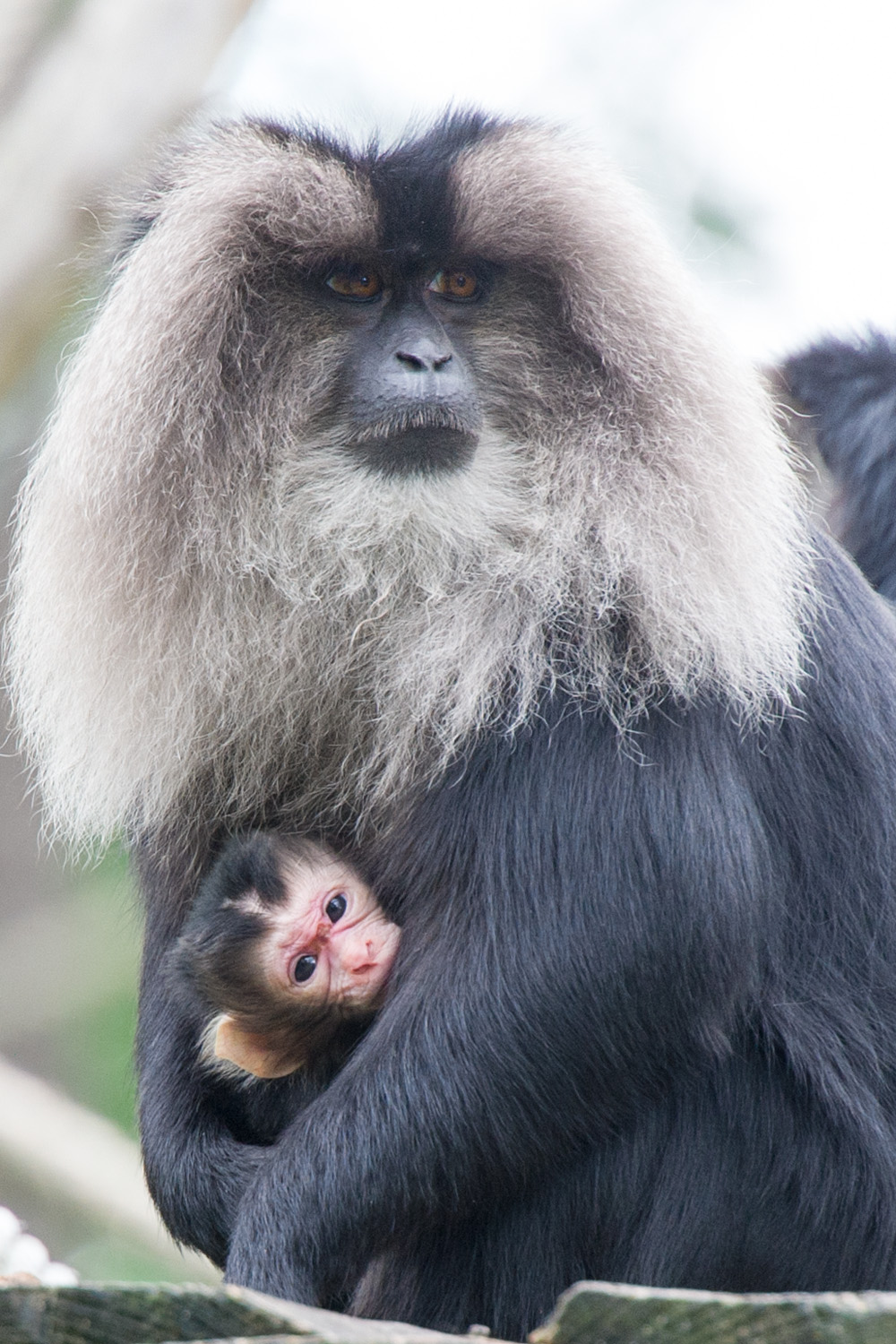 Leeuwenstaartmaak geboren in Apenheul