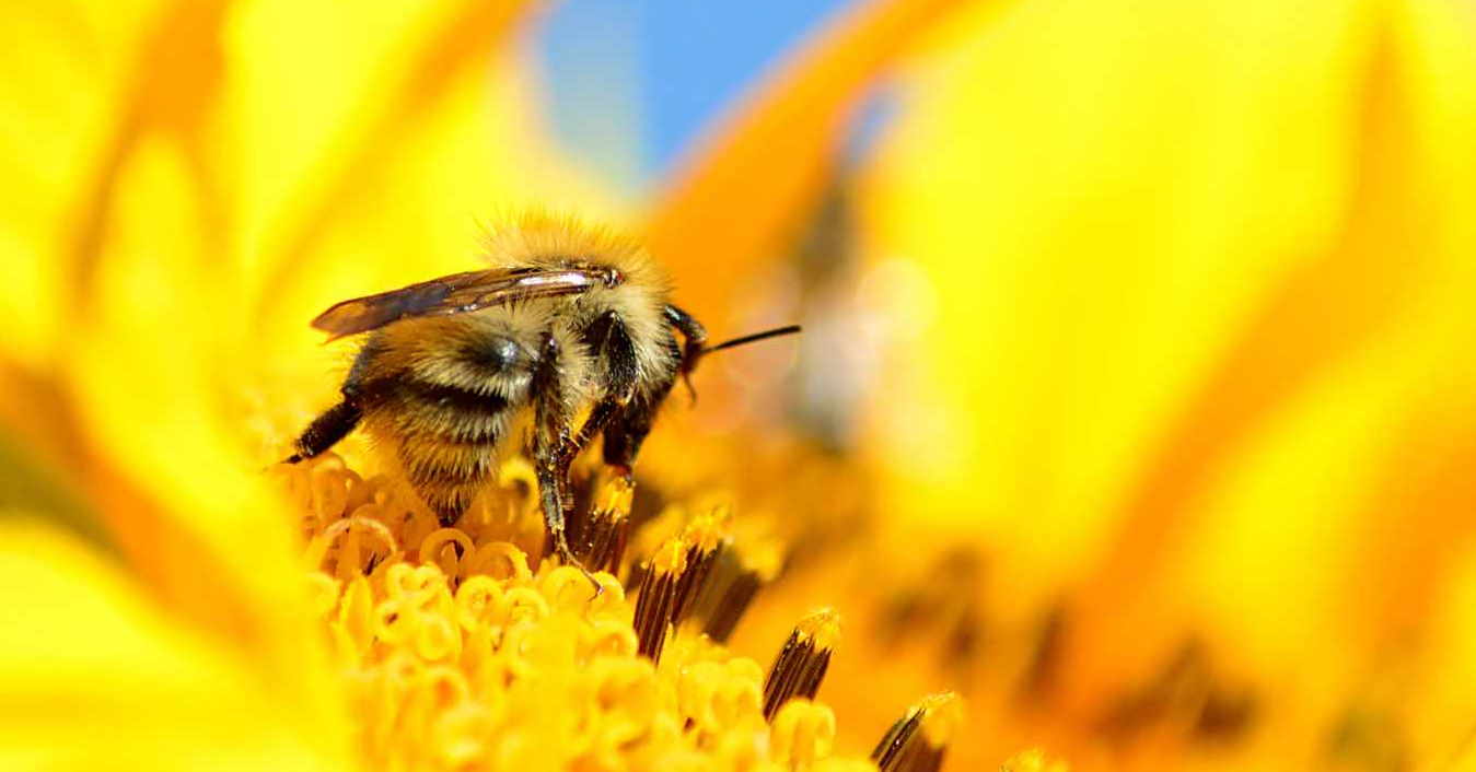 Ben jij ook klaar met corona? Help dan mee en red onze biodiversiteit