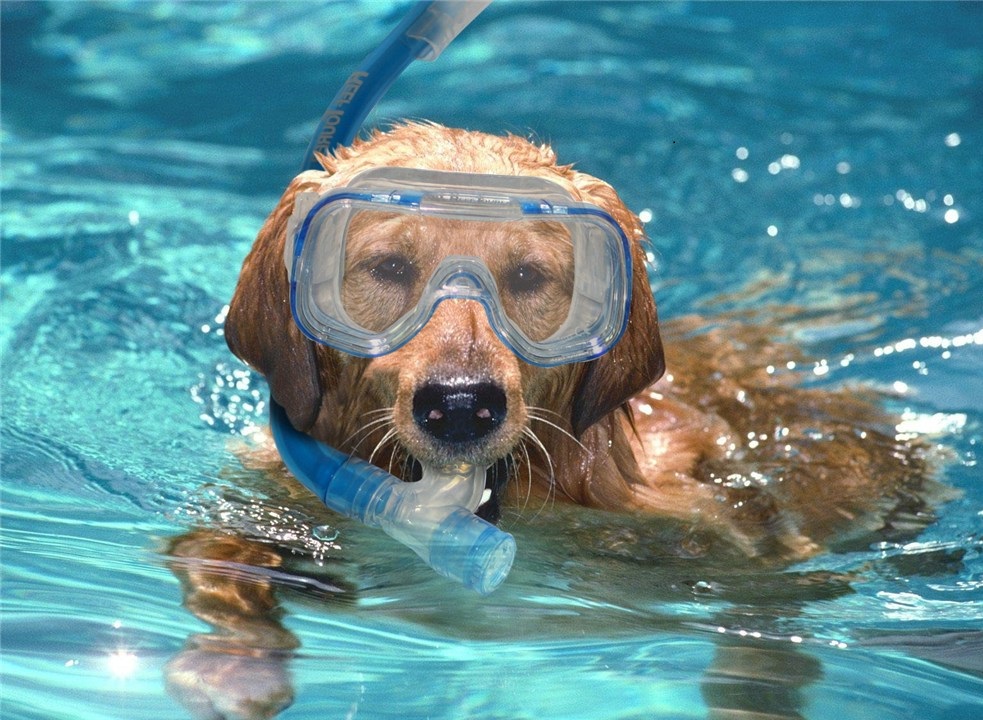 Ook dit jaar weer hondenzwemmen in het Boschbad