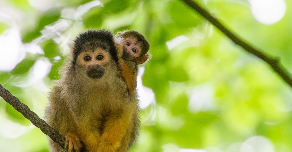 Eerste doodshoofdaapje van het seizoen geboren in Apenheul!