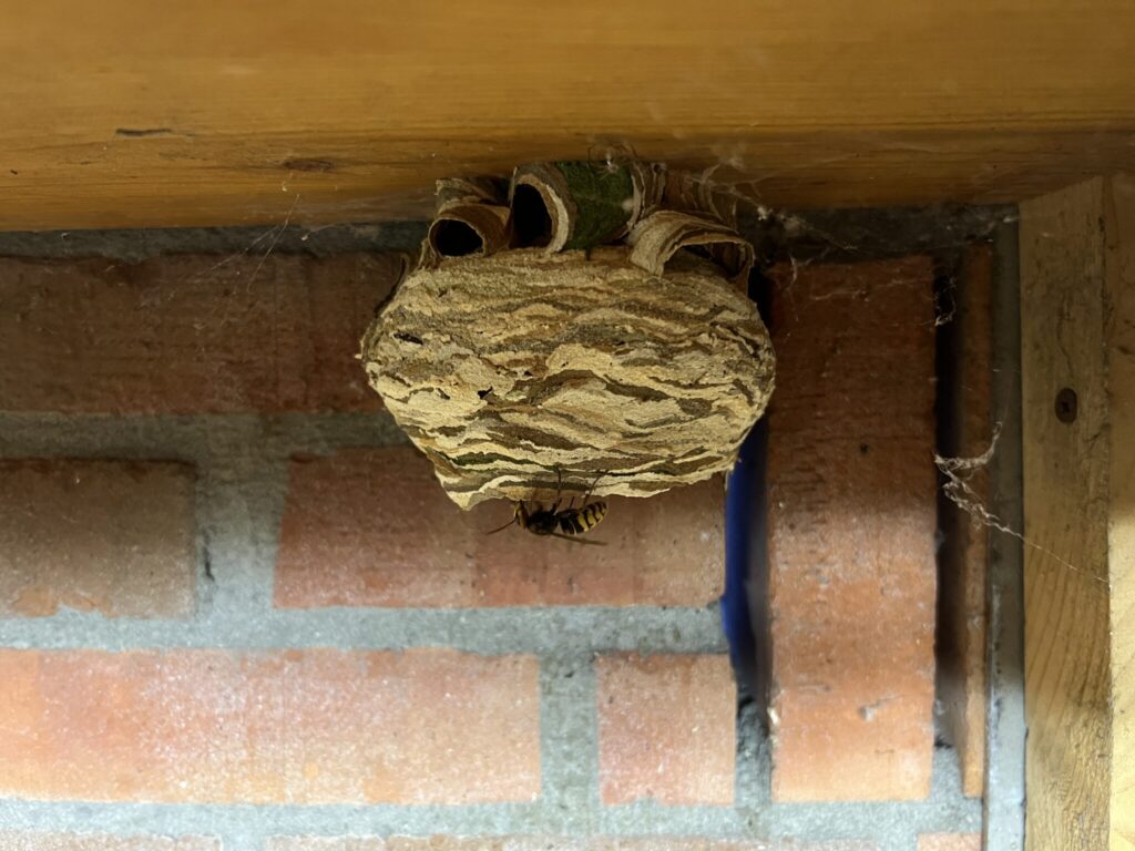 Eerste verplaatsing van een wespennest in Apeldoorn is een feit