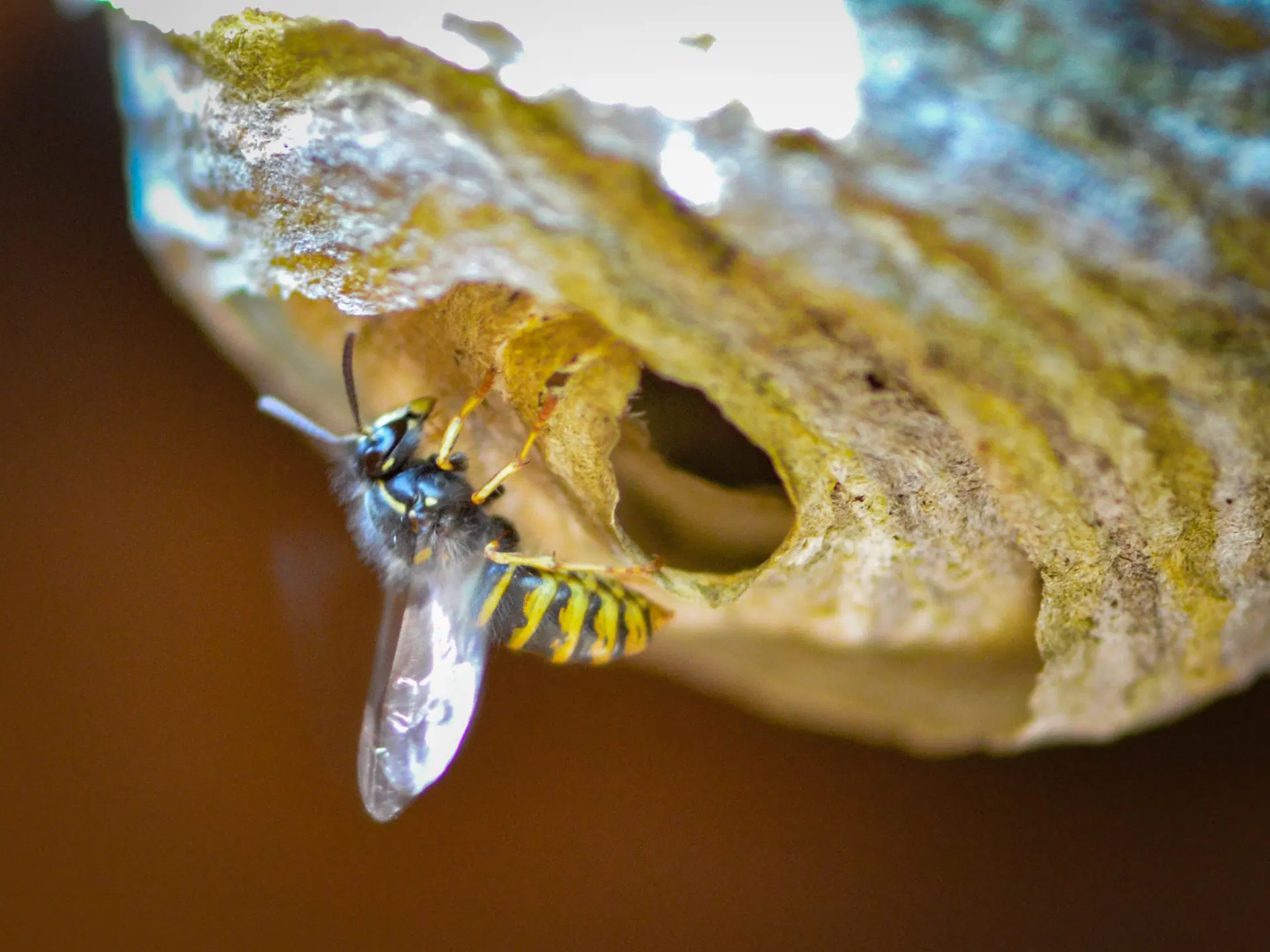 Eerste Basiscursus wespenconsulent in Apeldoorn