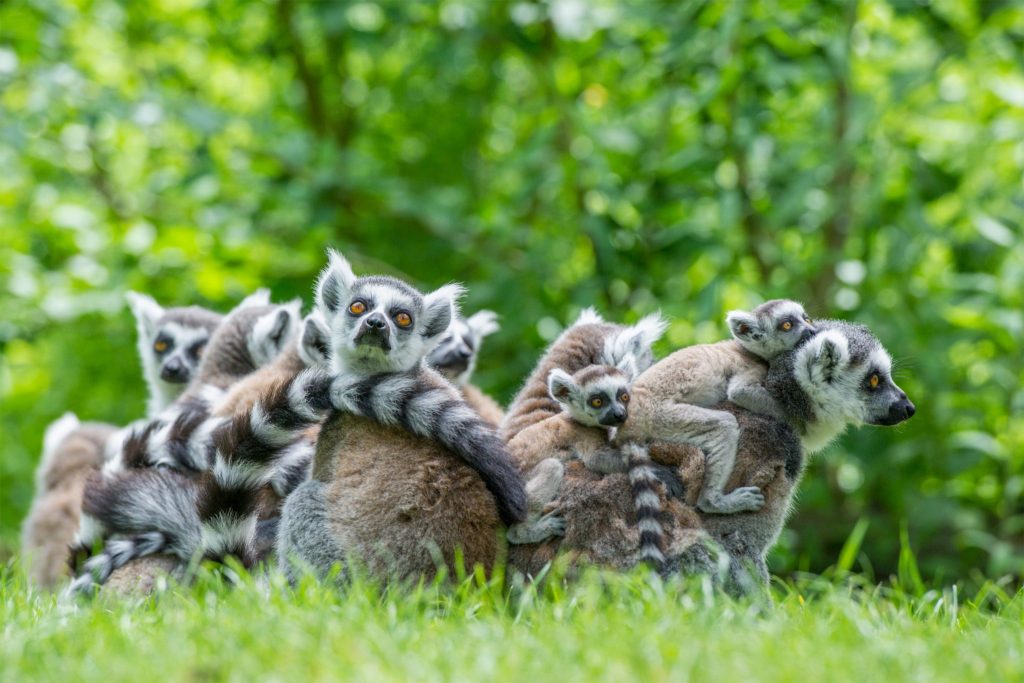 Apenheul is weer open voor een nieuw seizoen vol avontuur en jonge dieren