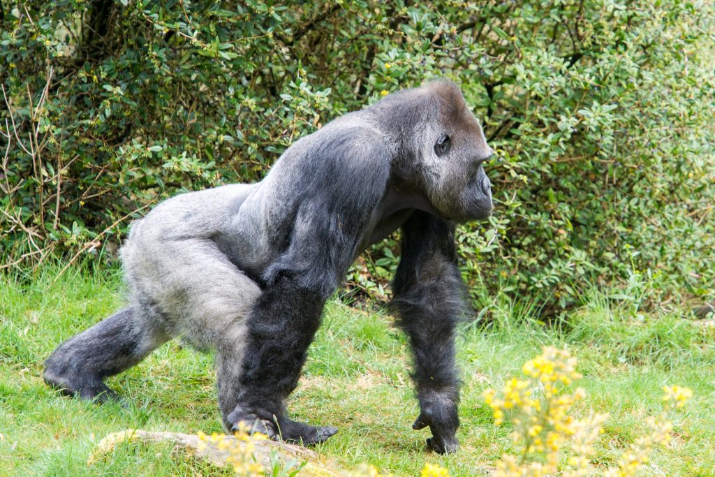 Zilverrug Bao Bao overleden: Apenheul neemt afscheid van een bijzondere gorilla