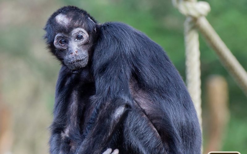 Apenheul neemt afscheid van icoon: oudste bewoner Pepi (57) op oudejaarsdag overleden