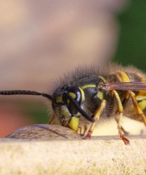 Meer dan 1.750 wespennesten gered: mensen kiezen steeds vaker voor wespvriendelijke oplossingen